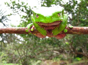 Kambo frog